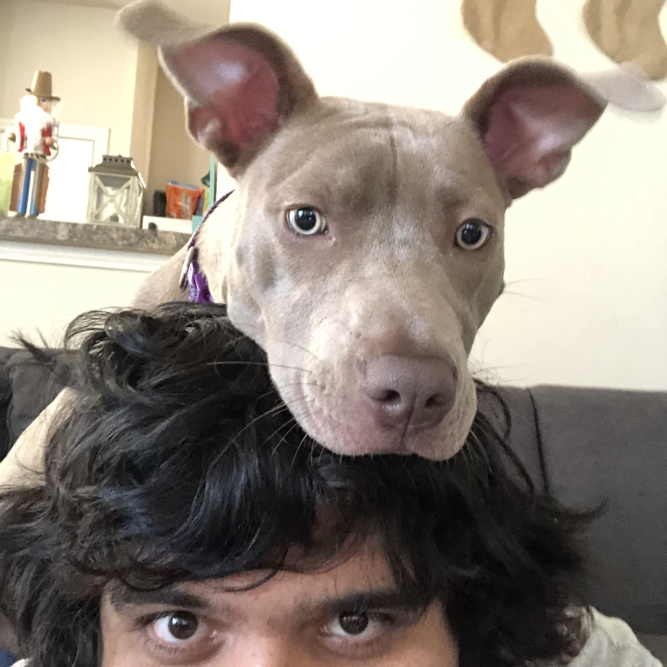 Photograph selfie of my dog Moxie on my head looking at the camera.